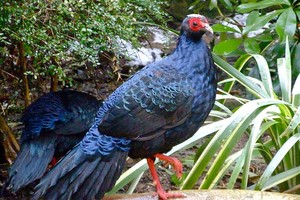 辅助保存越南白冠雉鸡