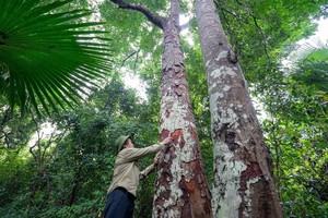 根据统计，自然森林面积获支付达46万9317公顷，平均每公顷面积获支付约17万元。（图：TNO）