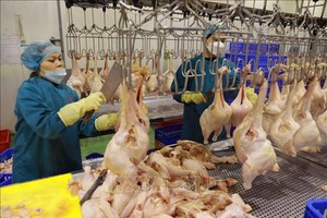 图为河内市嘉林县安常乡兰荣家禽屠宰生产线一隅。（图：越通社）