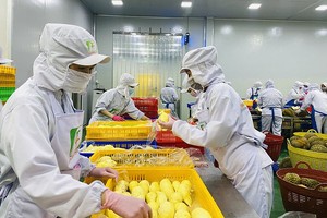 冷冻榴莲包装。（图：贵玉）