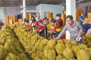 果农在给即将出口到中国市场的榴梿贴牌。（图：互联网）