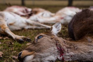 CWD疾病正在全美擴散中。（示意圖：AP）