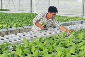 一名农夫在温室菜园里照顾无公害蔬菜。（图：互联网）