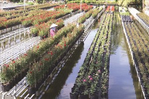 促进观赏花卉行业发展