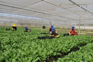 在鹅贡东县的网屋里种植蔬菜。
