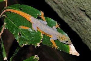 （示意图：互联网）