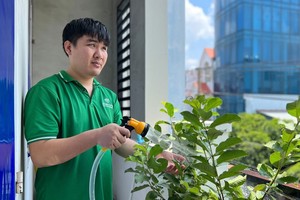 阿海种植的番石榴树正结出果实。