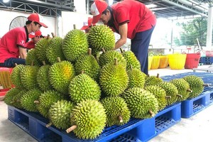 越南榴梿远销多国。（图：Vina T&T）