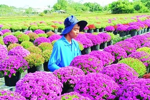 同塔省沙沥花村韩国菊花芬芳斗艳。图：信惠