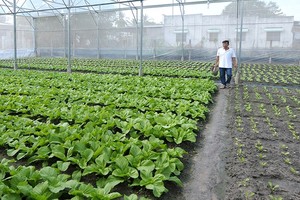 西宁省西宁市民众生产安全蔬菜。