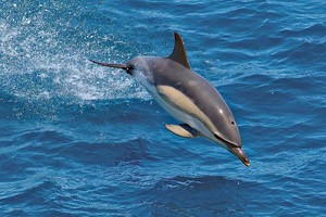 法国大西洋海岸的一只短喙海豚。（图：ISSTOCKPHOTO）