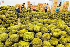 越南榴槤出口多個國家及地區。