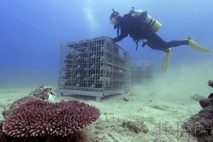 日企将约 500 瓶葡萄酒沉入奄美海底陈化