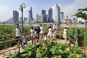 游客参观守德市西贡河滨公园的向日葵花园。