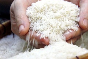 去年，稻米产业创歷史新高，出口量达八百万吨和创汇四十八亿美元。