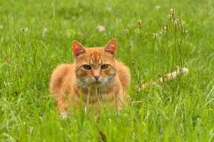 （示意图：互联网）