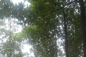 第五郡在解放后建设的绿树公园。