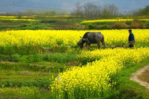 盛利者摄影作品欣赏——《春日农事》