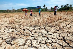 厄尔尼诺现象在全菲造成的农业损失达12亿3700万比索(约合2232万美元)。（图：越通社）