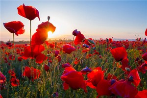 （示意图：互联网）