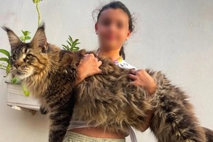 缅因猫争做世界最巨家猫