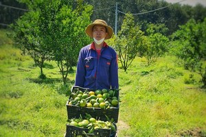 阿豪的农场每年营造逾３５亿元收入。