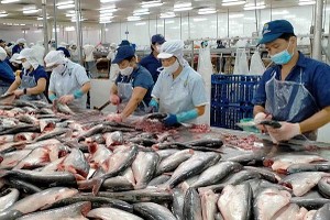 查鱼出口生产线。（图：互联网）