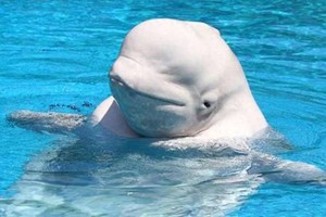 鲸鱼演化出更年期或为增加种群寿命