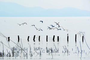 肖明摄影作品欣赏——《水边的乐谱》 