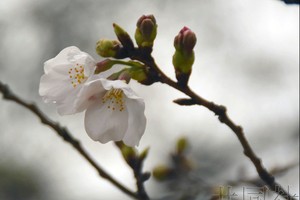 日本高知樱花率先开花