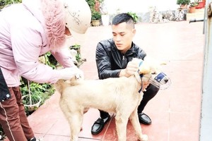 紧急为犬、猫接种疫苗。