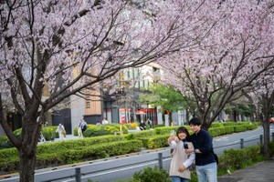3月31日，在日本东京，人们在户外观赏樱花，拍照留念。（图：新华社）