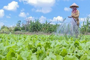 农民主动在旱季节约用水。（图：芳英）