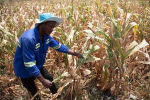 4月3日，农民在津巴布韦首都哈拉雷近郊的一块玉米地检查作物长势。（图：新华社）