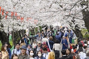 图为4月4日东京上野公园的赏樱人群。（图：共同社）