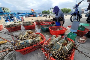 养殖户以低廉价格将窒息的龙虾卖给收购商贩。