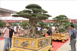 各界人士纷纷前来观赏盆景。（图：德芳）