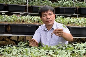 莱州参苗栽培。（图：惟学）