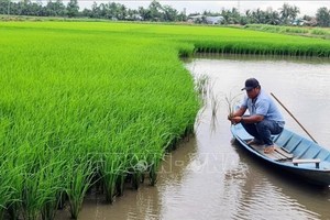 水稻-虾只轮流耕作模式有助“狗瞌睡”田野农民可持续脱贫致富。（图：越通社）