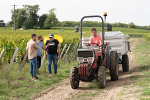 2023年9月4日，在法国波尔多地区的莱奥尼昂，工人在葡萄园收获葡萄。（图：新华社）