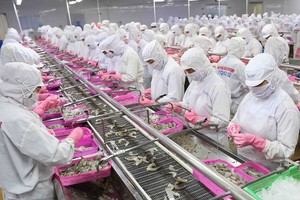 金瓯省明富生产集团虾类出口加工厂生产流水线一瞥。（图：越通社）