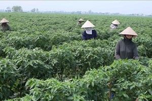 顺和发贸易与进出口有限责任公司的工人正照料意安县安义乡的出口辣椒面积。（图：越通社）