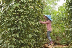 平福省农民正在收获胡椒。