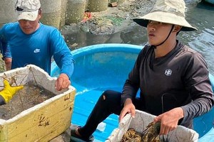 富安省逾 61 吨龙虾因天气变化死亡