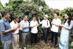 促进销售清河荔枝结合推介旅游