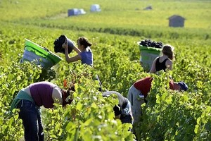 慎防赴澳洲务农诈骗陷阱。（示意图：互联网）