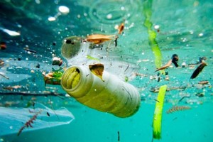 科学家新发现一种真菌能分解海洋塑料