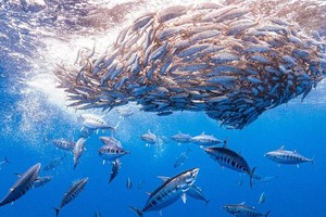 太平洋中的鲣鱼群。（图：联合国）