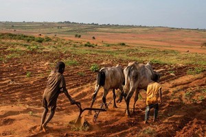 尽管面临荒漠化的挑战，马达加斯加南部的社区仍在继续耕种。（图：联合国）