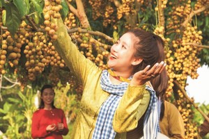 不少游客对参观金瓯的果园感兴趣。